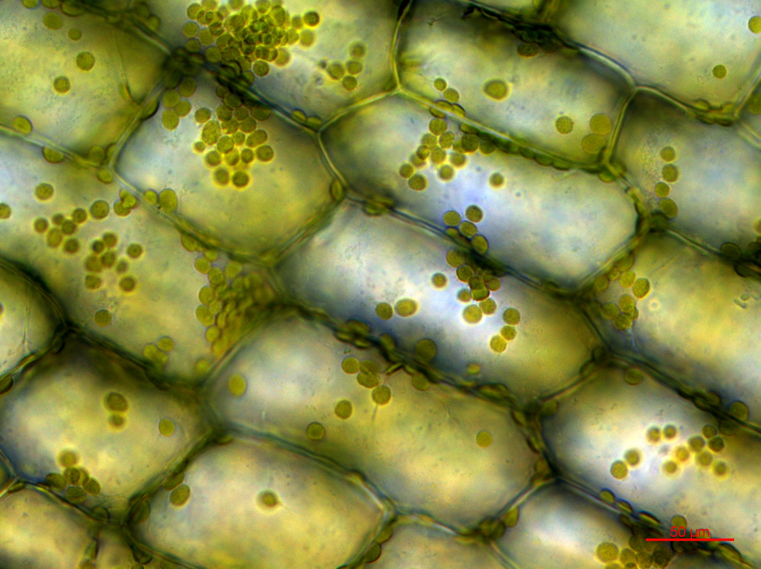 © Joachim Hehl (ETH) chloroplast of the waterweed