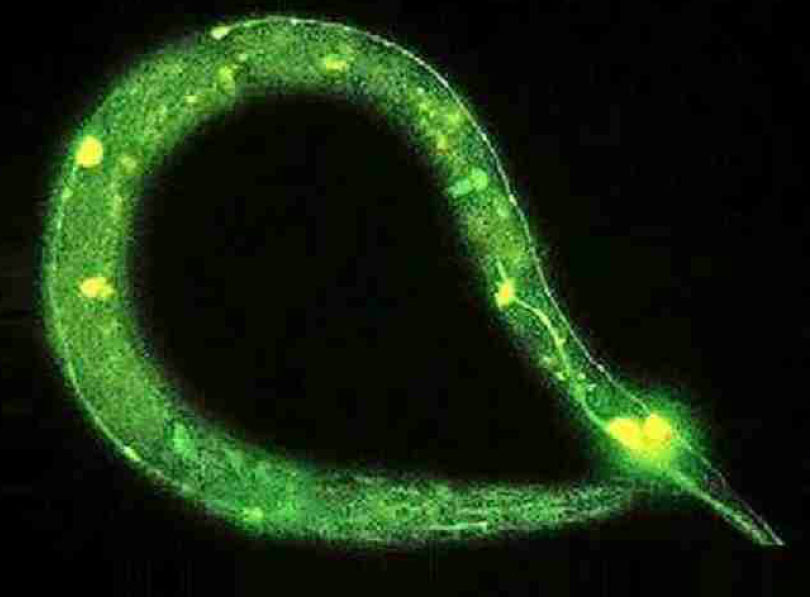 Fadenwurm C. elegans